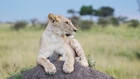 Löwin-In-Der-Masai-Mara,-Kenia,-Löwe-In-Afrika-Auf-Der-Afrikanischen-Wildtiersafari-In-Der-Masai-Mara,-Nahaufnahme-Von-Löwen,-Die-Sich-Auf-Einem-Termitenhügel-Ausruhen-Und-Sich-Umschauen