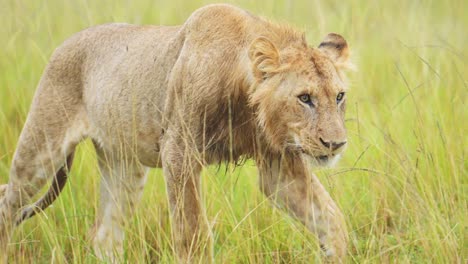 Toma-En-Cámara-Lenta-De-La-Vida-Silvestre-Africana-En-Masai-Mara,-Joven-León-Macho-Merodeando-Caminando-Por-Las-Verdes-Y-Exuberantes-Llanuras-De-La-Reserva-Nacional-De-Kenia,-Animales-De-Safari-Africanos-En-La-Conservación-Del-Norte-De-Masai-Mara