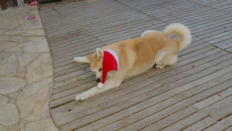 Akita-Inu-dog-in-a-Christmas-Santa-hat,-engaging-in-playful-behaviors-such-as-biting,-twisting,-turning,-and-shaking