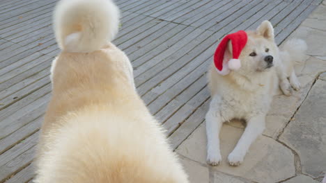 Ein-Paar-Akita-Inu-Hunde,-Amüsante-Gesichtsausdrücke,-Während-Sie-Charmant-Nach-Weihnachtsgeschenken-Fragen-Und-So-Eine-Entzückende-Und-Unterhaltsame-Szene-Schaffen