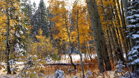 Schnee-Schmelzende-Blätter-Fallen-Kebler-Pass-Colorado-Filmisch-Gefrostet-Kalter-Morgen-Herbst-Wintersaison-Kollidieren-Zuerst-Weißer-Schnee-Rot-Gelb-Orange-Espenbaum-Wald-Felsige-Berge-Atemberaubende-Langsame-Pfanne