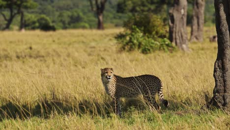 Slow-Motion-of-Young-Cheetah-Cub-Walking-in-Long-Savanna-Grass,-African-Safari-Wildlife-Animal-in-Savannah-Grasses-in-Maasai-Mara,-Kenya-in-Africa-in-Maasai-Mara-in-Grassland-Plains