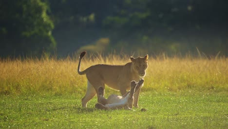 Junge-Löwen-Spielen-Am-Abend,-Kämpfen,-Fröhliche-Und-Glückliche-Afrikanische-Tierwelt-Im-Masai-Mara-Nationalreservat,-Kenia,-Afrika-Safaritiere-Im-Naturschutzgebiet-Masai-Mara-Nord