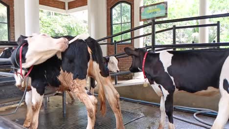 Die-Milchkühe-Im-Stall-Der-Firma-Cimory-Sind-Eine-Der-Interessanten-Touristenattraktionen,-Um-Mehr-über-Die-Tierhaltung-Zu-Erfahren