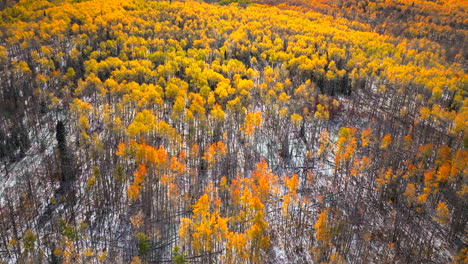 Vogelperspektive-Kebler-Pass-Colorado-Espe-Baum-Bunt-Gelb-Rot-Orange-Wald-Frühherbst-Winter-Erster-Schnee-Rocky-Mountains-Breckenridge-Keystone-Vail-Espe-Telluride-Silverton-Ouray-Abwärtsbewegung