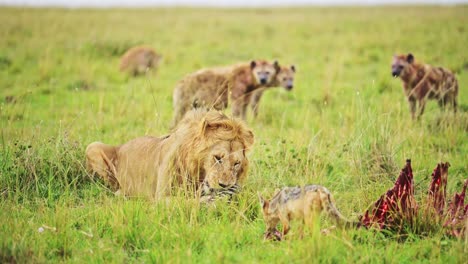 Slow-Motion-of-Male-Lion-Eating-a-Kill-of-a-Dead-Zebra,-African-Wildlife-Safari-Animals-in-Africa-in-Maasai-Mara,-Kenya-with-Jackal-and-Hyena-Watching-and-Waiting-to-Eat,-Amazing-Animal-Behavior