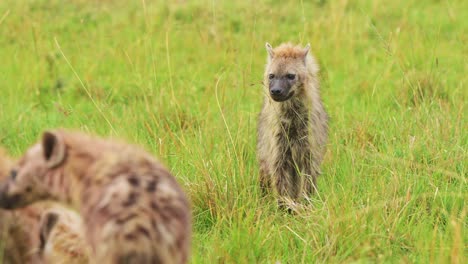 Zeitlupenaufnahme-Von-Hyänen,-Die-In-Der-üppigen-Graslandschaft-Auf-Der-Suche-Nach-Nahrung-Sind,-Allein-Im-Grasland-Der-Masai-Mara,-Afrikanische-Tierwelt-Im-Masai-Mara-Nationalreservat,-Kenia