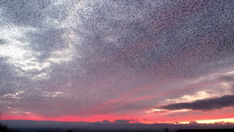Thousands-of-starlings-murmurate-against-a-beautiful-evening-sky-background