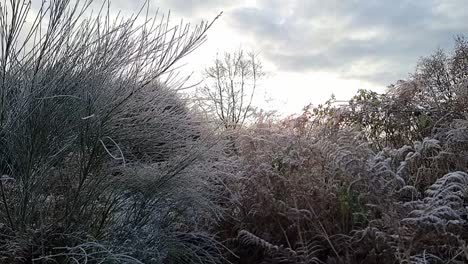 Winterfrost-Bedeckte-Farnlaub-Unter-Dem-Wolkigen,-Leuchtenden-Sonnenaufgang-Am-Frühen-Morgen