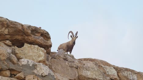 An-Israeli-deer-standing-on-a-cliff,-under-shot,-static-shot