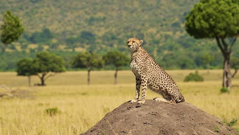 Slow-Motion-of-Masai-Mara-African-Animals,-a-Cheetah-on-Termite-Mound-Hunting-and-Looking-Around-in-Africa-on-Wildlife-Safari-in-Maasai-Mara,-Kenya,-Beautiful-Amazing-Portrait-of-Big-Cat