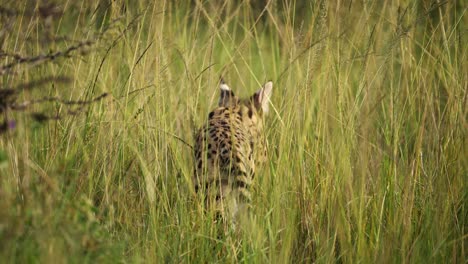 Toma-En-Cámara-Lenta-De-Un-Tiro-Cercano-De-Un-Gato-Serval-Cazando-Comida-Para-Alimentarse,-Rara-Vida-Salvaje-Africana-En-La-Reserva-Nacional-Masai-Mara,-Kenia,-Animales-De-Safari-Africanos-En-La-Conservación-Del-Norte-De-Masai-Mara