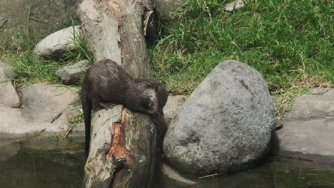 A-playful-river-otter-munches-on-a-fish-atop-a-large-log,-its-wet-fur-glistening-in-the-sunlight