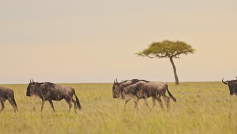Wildebeest-Herd-Walking-with-Acacia-Tree,-Great-Migration-in-Africa-Savannah-Plains-Grassland-Landscape-Scenery-at-Sunset,-from-Masai-Mara-in-Kenya-to-Serengeti-in-Tanzania,-African-Safari-Wildlife