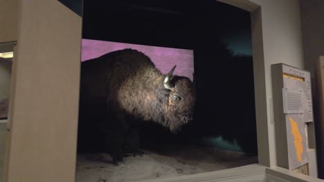 Buffalo-diorama-at-Gene-Autry-Museum.