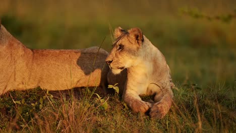 Lion-in-Africa-Close-Up,-Lioness-in-Beautiful-Golden-Hour-Evening-Sunset-Sun-Light,-Lions-Looking-Around-in-Sunlight-on-African-Wildlife-Safari-in-Masai-Mara,-Maasai-Mara-Animals