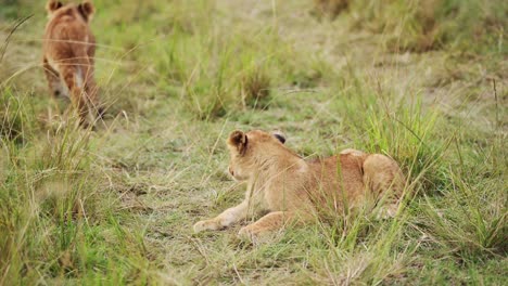Two-young-cubs-interested-in-camera,-baby-lions-lying-down-resting,-African-Wildlife-in-Maasai-Mara-National-Reserve,-Kenya,-Africa-Safari-Animals-in-Masai-Mara-North-Conservancy