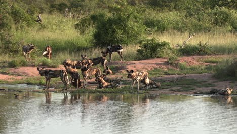 A-pack-of-African-wild-dogs-next-to-a-waterhole,-drinking-and-cooling-down-on-a-warm-summer's-day
