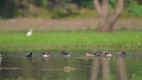 Flock-of-Indian-Spot-billed-Ducks-Feeding-in-Wetland