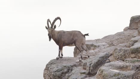 An-Israeli-deer-standing-on-the-edge-of-a-cliff-looking-down,-static-shot