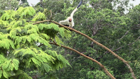 King-vulture--one-chasing-other-from-tree