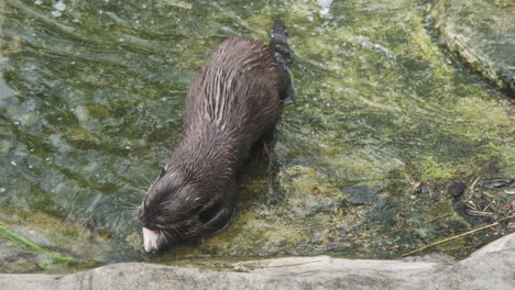 A-sleek-river-otter-crunches-into-the-head-of-a-large-fish,-eating-in-shallow-water