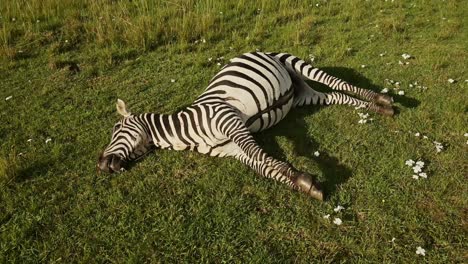 Zebra,-Dead-Animal-Body-Lying-on-the-Ground-Killed-by-Anthrax-Poisoning,-Poisoned-by-Bacteria-and-Disease-in-Maasai-Mara-in-Kenya,-Africa-Savanna,-Scientific-Biology-and-Science-Shot