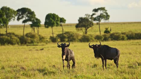 Cámara-Lenta-De-La-Gran-Migración-De-ñus-En-África-Desde-Masai-Mara-En-Kenia-Hasta-Serengeti-En-Tanzania,-Animales-De-Safari-Africanos-En-Masai-Mara-Exuberante-Hierba-Verde-De-Sabana-En-Masai-Mara