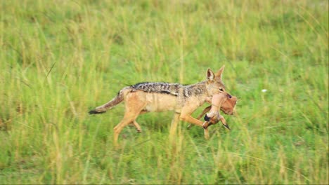 Slow-Motion-Shot-of-Jackal-carrying-antelope-head-in-mouth-to-move-prey-to-feed-and-eat,-amazing-African-Wildlife-in-Kenya,-Dangerous-Africa-Safari-Animals