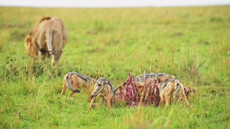 African-Wildlife-Jackals-pouncing-on-a-kill,-feeding-in-Maasai-Mara-National-Reserve,-Kenya,-Africa-Safari-Animals-in-Masai-Mara-North-Conservancy