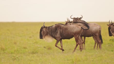 Wildebeest-Herd-Running-and-Playing-in-Masai-Mara,-Africa,-African-Wildlife-Safari-in-Savannah-in-Masai-Mara-Savanna,-Happy-Animals-Jumping-and-Leaping-Having-Fun-in-Maasai-Mara,-Kenya