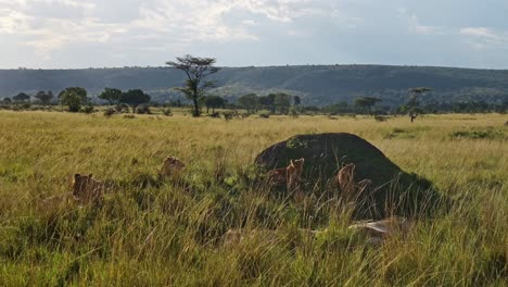 Stolz-Von-Löwen-Und-Löwenbabys-In-Masai-Mara,-Kenia,-Afrika,-Spielende-Löwin,-Schlafend-Und-Ruhend-In-Der-Sonne-Auf-Afrikanischer-Wildtiersafari,-Liegend-Im-Hohen-Gras-In-Masai-Mara,-Weitwinkelaufnahme