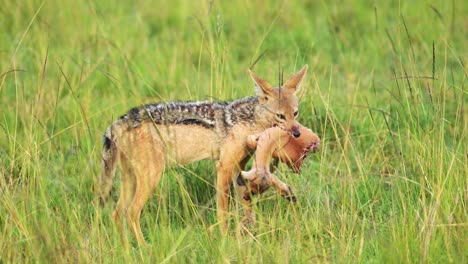 Slow-Motion-Shot-of-Jackal-carrying-antelope-head-in-mouth-to-move-prey-to-feed-and-eat,-amazing-African-Wildlife-in-Kenya,-Dangerous-Africa-Safari-Animals