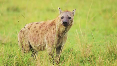 Slow-Motion-Shot-of-Hyenas-looking-watching-out-in-lush-grass-landscape-to-scavnege-for-food,-alone-in-the-grassland-of-Masai-Mara,-African-Wildlife-in-Maasai-Mara-National-Reserve,-Kenya