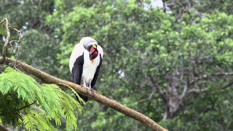 King-vulture--perched-on-a-branch,-preening-feathers