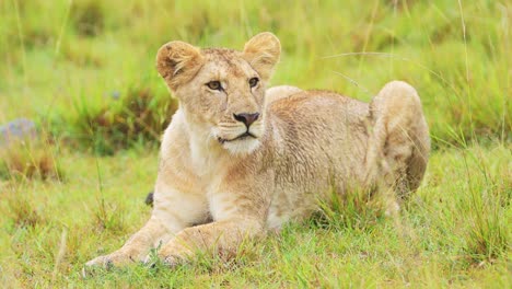 Toma-En-Cámara-Lenta-De-Una-Hermosa-Leona-Tendida-En-La-Pradera-De-Hierba-Observando-La-Sabana-Sabana,-Vida-Silvestre-Africana-En-La-Reserva-Nacional-De-Masai-Mara,-Kenia,-Animales-De-Safari-De-áfrica-En-Masai