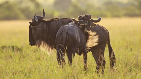Zeitlupe-Der-Afrikanischen-Tierwelt,-Gnus,-Die-Gras-In-Der-Afrikanischen-Savannenlandschaft-Grasen,-Masai-Mara-Safaritiere-In-Der-Masai-Mara-Savanne-Im-Wunderschönen-Goldenen-Stundenlicht-In-Kenia