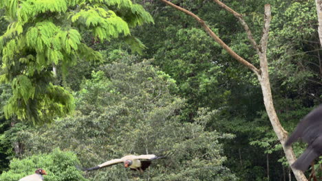 King-vulture-perched-on-branch,-one-flying-off-to-the-ground
