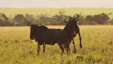 Slow-Motion-of-Africa-Wildlife,-Wildebeest-Jumping-Leaping-Playing-Bucking-and-Having-Fun,-Happy-Animals-on-Safari-in-Masai-Mara,-Kenya,-African-Beautiful-Sunset-Light-in-Savanna-Scenery