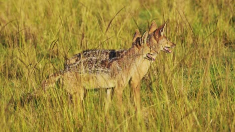 Zwei-Schakale-Vermessen,-überwachen-Das-Nahegelegene-Gebiet,-Überleben-Der-Afrikanischen-Tierwelt-Im-Masai-Mara-Nationalreservat,-Kenia,-Afrika-Safaritiere-Im-Naturschutzgebiet-Masai-Mara-Nord