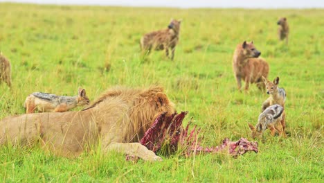 Male-lion-feeding-on-kill-lying-down-while-Hyenas-and-Jackals-wait-patiently-in-the-lush-Maasai-Mara-landscape,-African-Wildlife-in-Kenya,-Africa-Safari-Animals-in-Masai-Mara