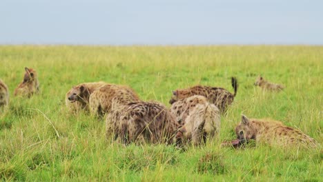 Cackle-of-Hyenas-feeding-on-a-scavenged-kill,-eating-remains-of-animal-in-the-Maasai-Mara-National-Reserve,-Kenya,-Africa-Safari-Masai-Mara-North-Conservancy