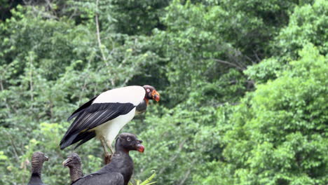 King-vulture-perched-on-a-stump-and-flying-off,-with-some-black-vultures-on-the-ground