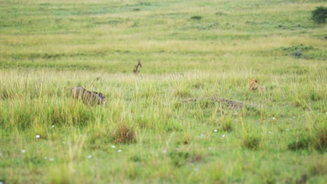 Lion-watching-a-warthog,-predator-planning-attack-on-prey,-African-Wildlife-in-Maasai-Mara-National-Reserve,-Kenya,-Africa-Safari-Animals-in-Masai-Mara-North-Conservancy