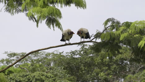 King-vulture--two-together-perched-in-tree