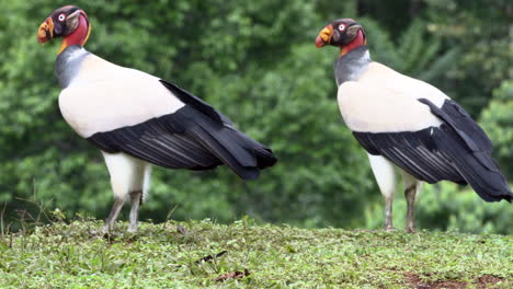 King-vulture--two-on-the-ground-together