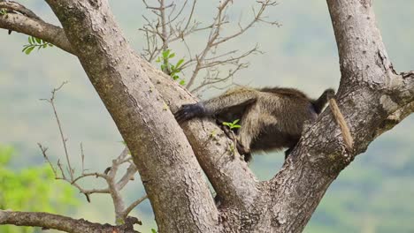 Baboon-climbing-down-from-tall-tree-high-up,-thick-luscious-forest-in-the-background,-African-Wildlife-in-Maasai-Mara-National-Reserve,-Kenya-nature