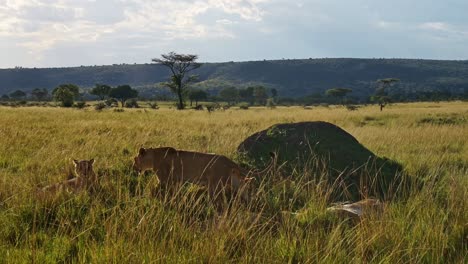 Löwenrudel-In-Der-Masai-Mara,-Kenia,-Afrika,-Löwin-Ruht-Und-Schläft-In-Der-Sonne-Auf-Einer-Afrikanischen-Wildtiersafari,-Liegend-Im-Hohen-Gras-In-Der-Masai-Mara,-Weitwinkelaufnahme-Mit-Landschaftskulisse