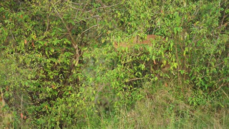 Junger-Löwe-Versteckt-Sich-In-Büschen,-Um-Schutz-Zur-Tarnung-Zu-Finden,-Tief-In-Der-üppigen-Afrikanischen-Natur-Im-Masai-Mara-Nationalreservat,-Kenia,-Afrika-Safaritiere-Im-Naturschutzgebiet-Masai-Mara-Nord