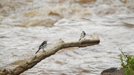 Pied-Wagtail-Bird-in-Africa,-Small-Little-Black-and-White-African-Birds-on-Wildlife-Safari-in-Masai-Mara,-Kenya,-Perching-on-Branch,-Perched-on-Perch-by-Mara-River,-Maasai-Mara-Birdlife